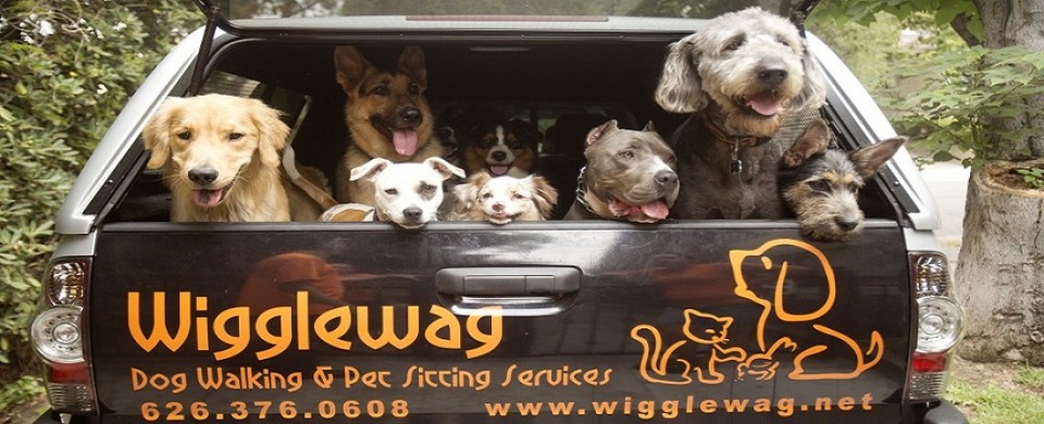 Wigglewag Training Dog Care Services Wigglewag Training Dog Care Services