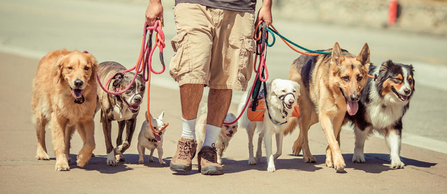 Wigglewag Training Dog Care Services Wigglewag Training Dog Care Services