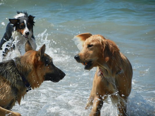 Dog Walking Pasadena | Pet Sitting Services, Pet Boarding, Dog Daycare ...